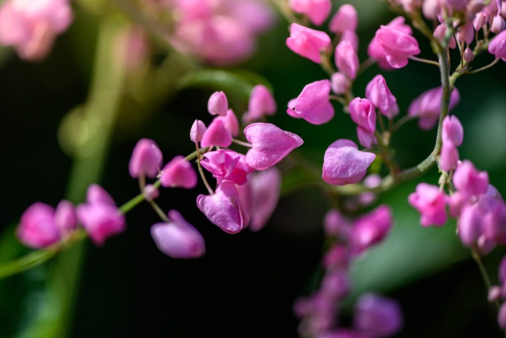 Antigonon leptopus