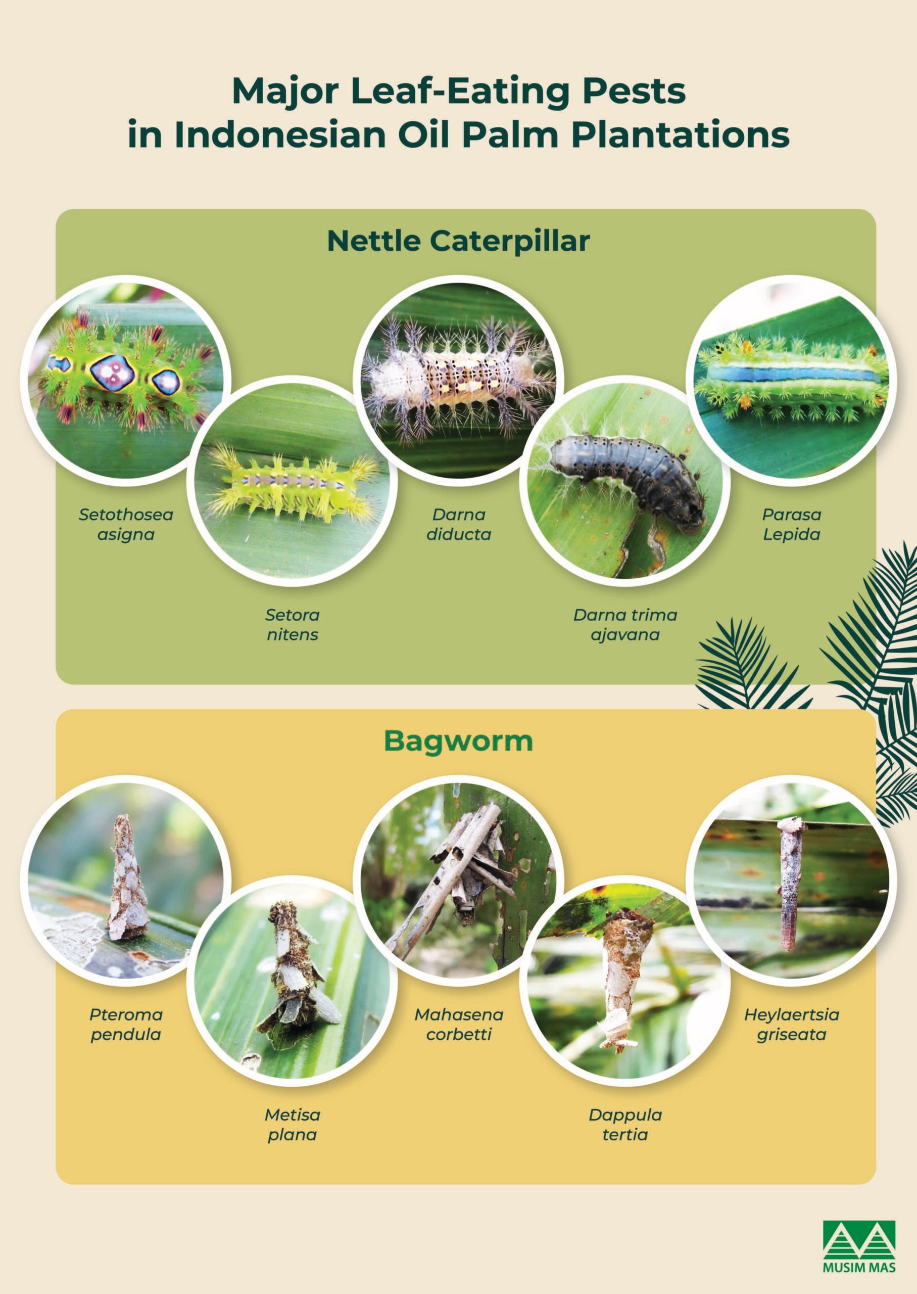 Major Leaf-Eating Pests Infographic